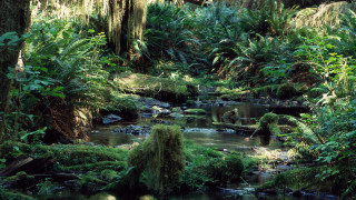Lush stream forest trees plants 2 - a stream free wallpaper