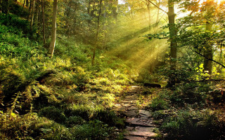 Sunbeams path woods trees leaves - a path free wallpaper