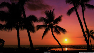 Sunset palm trees pink sky - sunset free wallpaper