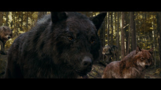 Wolf walking forest animals background - weta digital free wallpaper