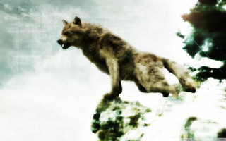 Wolf jumping cliff air water - naturalism free wallpaper