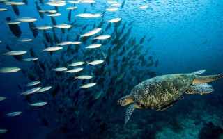 Large turtle swimming ocean fish - a coral reef free wallpaper
