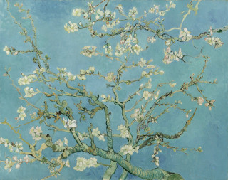 Tree white flowers blue background 2 - a green ribbon free wallpaper