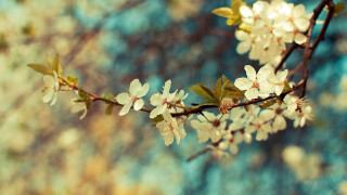 White flowers branch green leaves - white flower free wallpaper