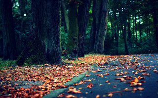 Road leaves trees background stop - the ground and trees free wallpaper