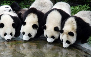 Panda pond zoo ecological wildlife - green plant free wallpaper