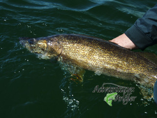 Large fish man boat fishing - live action free wallpaper