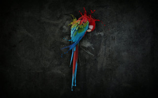 Colorful parrot red head black 2 - a colorful parrot free wallpaper