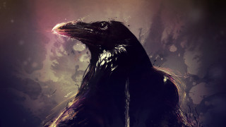 Long beak bird light head - a long beak free wallpaper