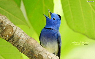 Blue bird black head white - a black head free wallpaper