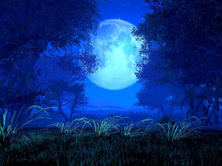 Moonlit blue sky trees grass - moonlight free wallpaper