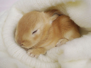 Cozy brown and white animal - cozy free wallpaper