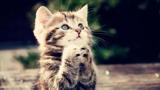 Kitten standing pawing camera wide 6 - its hind leg free wallpaper