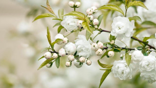 Branch white flowers green leaves 16 - cindy wright free wallpaper