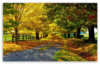 Dirt road fall colors trees - a dirt road free wallpaper