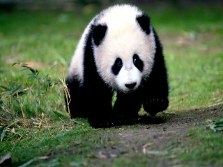 Panda bear walking lush green - bian jingzhao free wallpaper