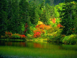 Lake trees forest mountain distance - free forest wallpaper