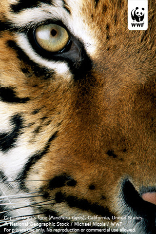 Tiger close up face caption - david imms free wallpaper