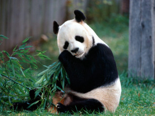 Panda bear eating bamboo leaves - a zoo enclosure free wallpaper