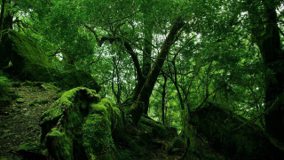 Lush green forest mossy rocks - forest free wallpaper