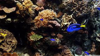 Fish swimming aquarium corals marine 3 - a large aquarium free wallpaper
