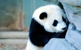 Panda leaning rock wall looking - the rock free wallpaper