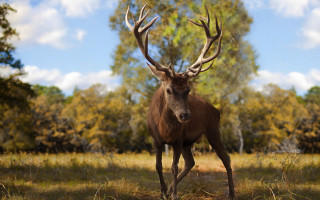 Elk field trees blue sky 2 - clovis trouille free wallpaper