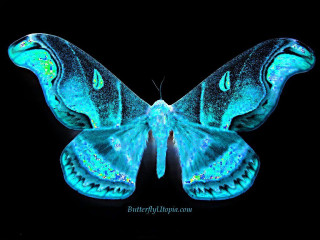 Blue butterfly black background repeating 2 - bioluminescence free wallpaper