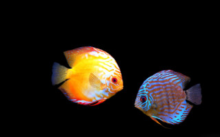 Two fish swimming dark water - damien hirst free wallpaper