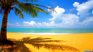 Palm tree shadow beach blue 7 - a shadow free wallpaper