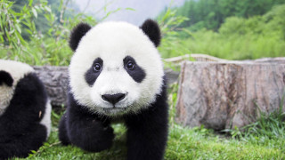 Panda running grass tree trunk - bian jingzhao free wallpaper