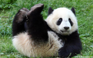 Panda bear sitting grass paws - glamor pose free wallpaper