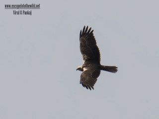 Large bird flying blue sky - afewerk tekle free wallpaper