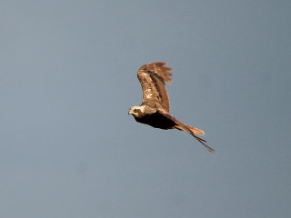 Bird flying sky background fish - free bird wallpaper