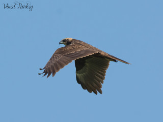 Bird flying air wings spread 14 - animal photography free wallpaper