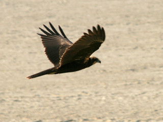 Bird flying air wings spread 2 - samikshavad free wallpaper