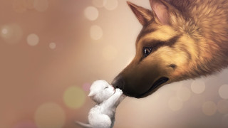 Dog cat kissing blurry bokeh - a dog and a cat free wallpaper