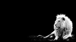 Lion laying grass dark night - its head free wallpaper