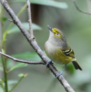 Small bird perched branch blurry 2 - a blurry background of leaves free wallpaper