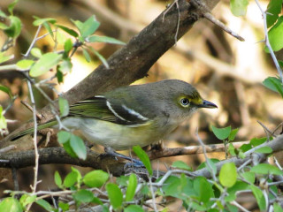 Bird sitting branch tree leaves 5 - a blurry background of leaves free wallpaper