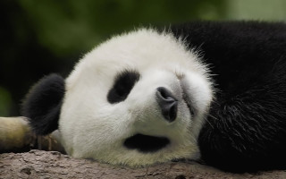 Panda sleeping tree branch eyes - chang daichien free wallpaper