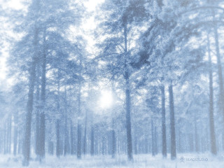 Snowy forest snow falling trees - a sun free wallpaper