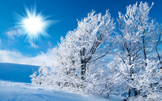 Sunny day mountains snow trees 2 - the mountain free wallpaper