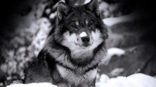 Wolf blue eyes snow camera 2 - caspar wolf free wallpaper