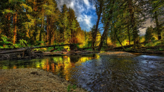 River forest fallenlog autumn sunset - free forest wallpaper