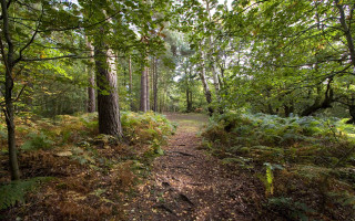 Forest path woods ferns trail - free forest wallpaper