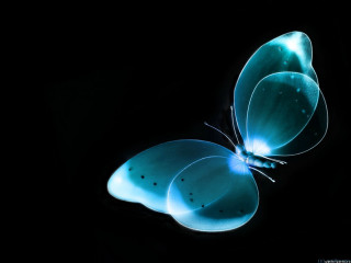 Blue butterfly black background wings 3 - amano free wallpaper
