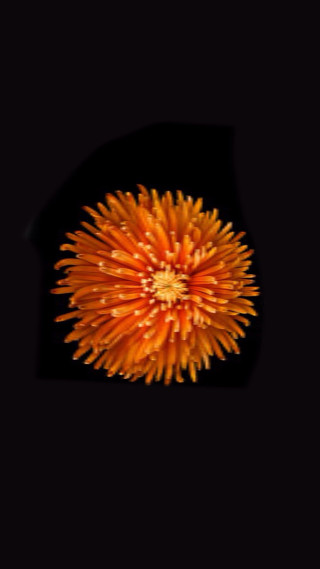 Flower dark background black border - pincushion len free wallpaper