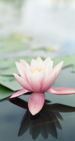 Pink flower floating pond lily 5 - free nature wallpaper