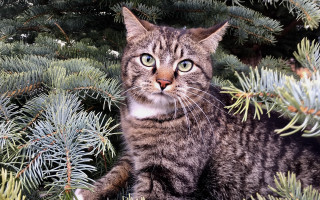 Cat surprised tree night fireworks - look free wallpaper for desktop